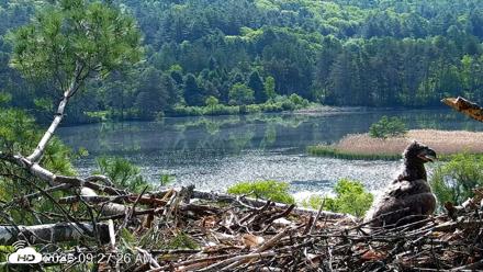 VINS Bald Eagles Nest Live Cams - May 27, 2026, 9:28am EDT