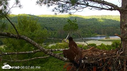 VINS Bald Eagles Nest Live Cams - Jul 3, 2026, 6:08pm EDT