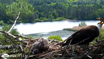 VINS Bald Eagles Nest Live Cams - May 27, 2026, 11:15am EDT