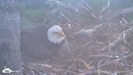 VINS Bald Eagles Nest Live Cams - May 11, 2026, 12:43pm EDT