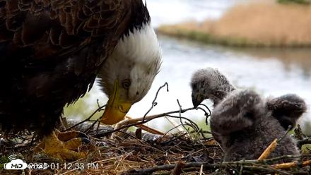 VINS Bald Eagles Nest Live Cams - May 13, 2026, 1:13pm EDT