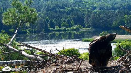 VINS Bald Eagles Nest Live Cams - Jun 16, 2026, 8:46am EDT