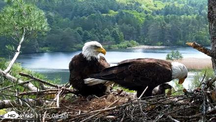VINS Bald Eagles Nest Live Cams - May 20, 2026, 11:05am EDT
