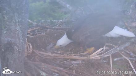 VINS Bald Eagles Nest Live Cams - Apr 25, 2026, 1:53pm EDT
