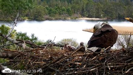 VINS Bald Eagles Nest Live Cams - May 5, 2026, 3:43pm EDT