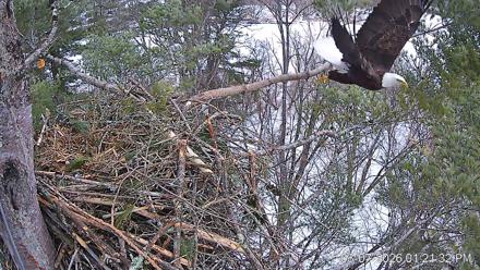 VINS Bald Eagles Nest Live Cams - Mar 7, 2026, 1:22pm EST