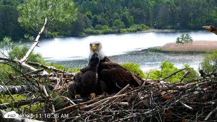 VINS Bald Eagles Nest Live Cams - May 27, 2026, 11:11am EDT