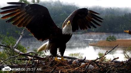 VINS Bald Eagles Nest Live Cams - May 7, 2026, 6:27am EDT