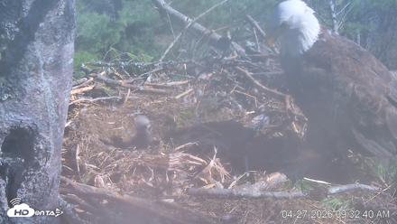 VINS Bald Eagles Nest Live Cams - Apr 27, 2026, 9:33am EDT