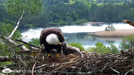 VINS Bald Eagles Nest Live Cams - May 20, 2026, 10:10am EDT