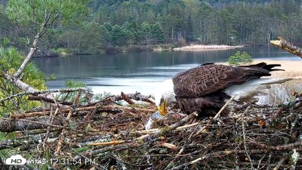 VINS Bald Eagles Nest Live Cams - May 2, 2026, 12:32pm EDT