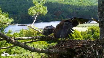 VINS Bald Eagles Nest Live Cams - Jul 23, 2026, 12:56pm EDT