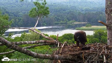 VINS Bald Eagles Nest Live Cams - Jul 21, 2026, 2:58pm EDT