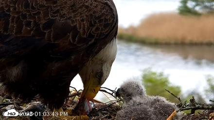 VINS Bald Eagles Nest Live Cams - May 13, 2026, 1:04pm EDT