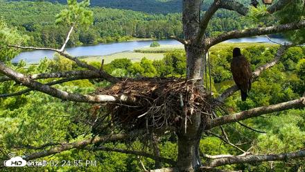 VINS Bald Eagles Nest Live Cams - Aug 14, 2026, 2:25pm EDT