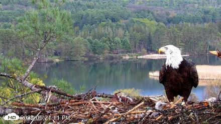 VINS Bald Eagles Nest Live Cams - May 5, 2026, 5:22pm EDT