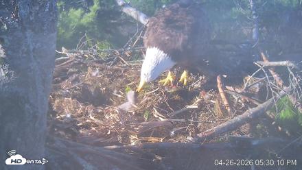 VINS Bald Eagles Nest Live Cams - Apr 26, 2026, 5:30pm EDT