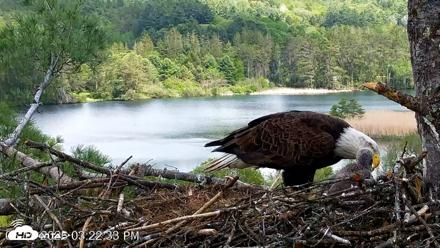 VINS Bald Eagles Nest Live Cams - May 19, 2026, 3:23pm EDT