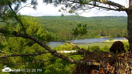 VINS Bald Eagles Nest Live Cams - Jul 10, 2026, 5:22pm EDT