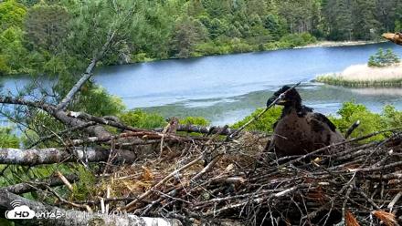 VINS Bald Eagles Nest Live Cams - Jun 2, 2026, 3:17pm EDT