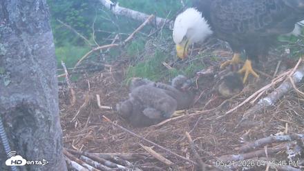 VINS Bald Eagles Nest Live Cams - May 21, 2026, 4:16pm EDT