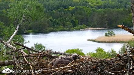 VINS Bald Eagles Nest Live Cams - May 21, 2026, 9:07am EDT