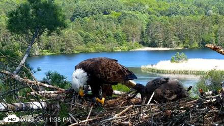 VINS Bald Eagles Nest Live Cams - May 26, 2026, 4:12pm EDT