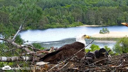 VINS Bald Eagles Nest Live Cams - Jun 2, 2026, 4:09pm EDT