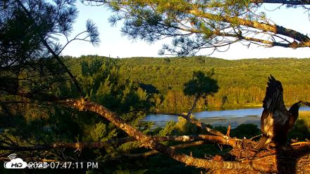 VINS Bald Eagles Nest Live Cams - Jul 19, 2026, 7:47pm EDT