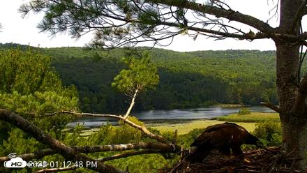 VINS Bald Eagles Nest Live Cams - Jul 20, 2026, 1:13pm EDT