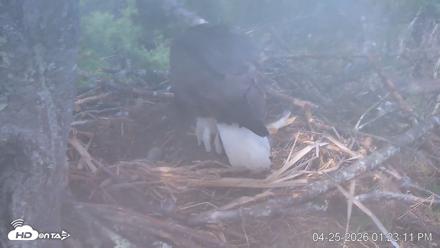 VINS Bald Eagles Nest Live Cams - Apr 25, 2026, 1:24pm EDT