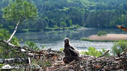VINS Bald Eagles Nest Live Cams - May 27, 2026, 9:29am EDT