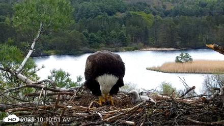 VINS Bald Eagles Nest Live Cams - May 8, 2026, 10:11am EDT
