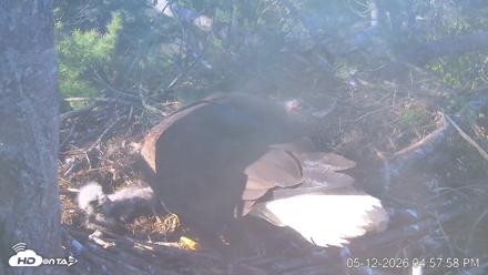 VINS Bald Eagles Nest Live Cams - May 12, 2026, 4:59pm EDT
