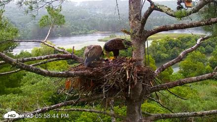 VINS Bald Eagles Nest Live Cams - Jul 29, 2026, 5:59pm EDT