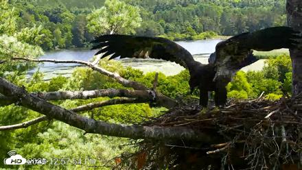 VINS Bald Eagles Nest Live Cams - Jul 23, 2026, 12:58pm EDT