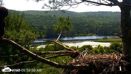 VINS Bald Eagles Nest Live Cams - Jul 17, 2026, 10:00am EDT