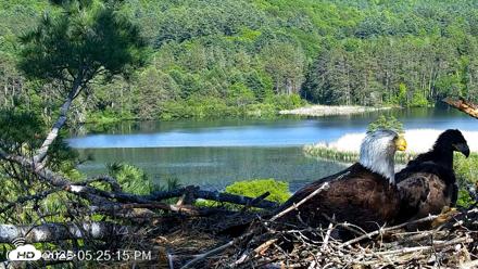 VINS Bald Eagles Nest Live Cams - Jun 1, 2026, 5:25pm EDT