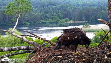 VINS Bald Eagles Nest Live Cams - Jun 26, 2026, 9:27am EDT