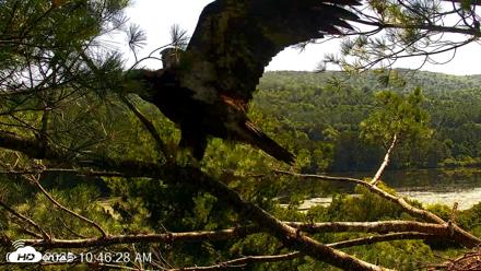 VINS Bald Eagles Nest Live Cams - Jul 24, 2026, 10:47am EDT