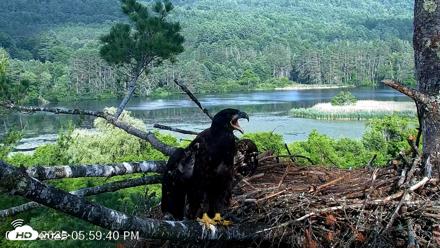 VINS Bald Eagles Nest Live Cams - Jul 2, 2026, 6:00pm EDT