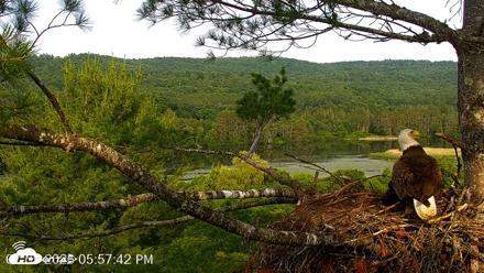 VINS Bald Eagles Nest Live Cams - Jul 5, 2026, 5:58pm EDT