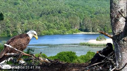 VINS Bald Eagles Nest Live Cams - Jun 14, 2026, 4:33pm EDT