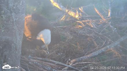VINS Bald Eagles Nest Live Cams - Apr 23, 2026, 7:14pm EDT