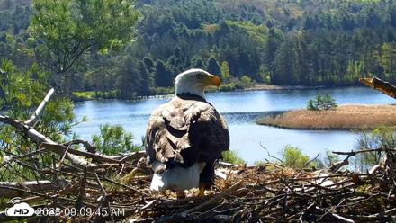 VINS Bald Eagles Nest Live Cams - May 12, 2026, 9:10am EDT