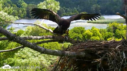 VINS Bald Eagles Nest Live Cams - Jul 23, 2026, 12:54pm EDT