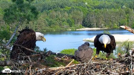 VINS Bald Eagles Nest Live Cams - May 22, 2026, 5:44pm EDT