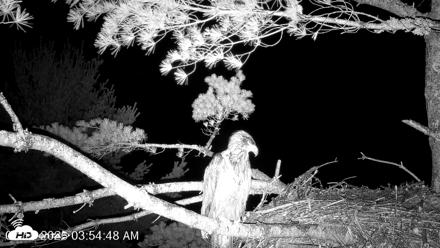 VINS Bald Eagles Nest Live Cams - Jul 15, 2026, 3:57am EDT