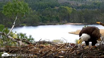 VINS Bald Eagles Nest Live Cams - May 5, 2026, 2:11pm EDT
