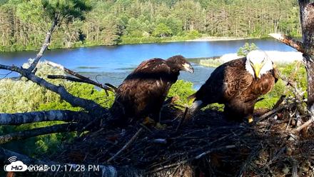 VINS Bald Eagles Nest Live Cams - Jun 19, 2026, 7:18pm EDT